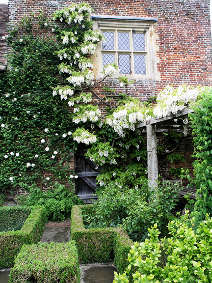 In the garden at Sissinghurst Castle with Wisteria venusta.